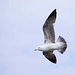 Seagull May set (23)
