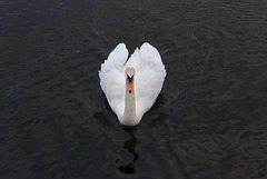 Swan, Denny's Dock