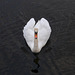 Swan, Denny's Dock