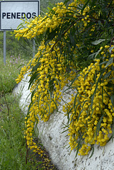 Acacia retinodes, Mimosa