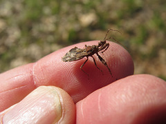 Bug on my hand