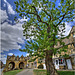 Tree in Chipping Campden