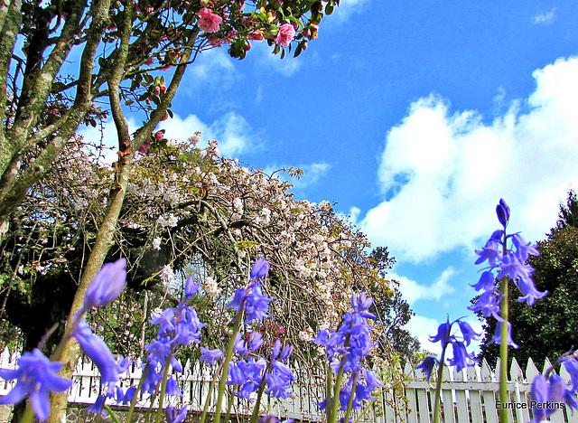 Bluebells, Camellias and Blossom