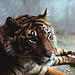 Tiger - London Zoo 1982