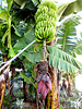 Im Land wo die Bananen blühen... In the country where the bananas bloom... ©UdoSm