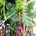 Im Land wo die Bananen blühen... In the country where the bananas bloom... ©UdoSm