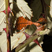 LeafinsectIMG 3702