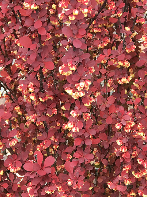 barberry blossoms