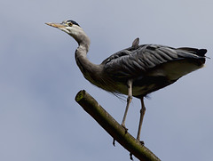 High positioned heron