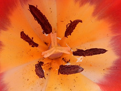 Innenleben der Tulipa gesneriana