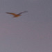 Herring gull photobombing a dawn shot of Venus and Jupiter