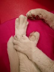 Cat’s paws