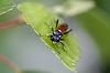 20110519 2949RMw [D~MI] Blattwespe (Macrophya duodecimpunctata), Großes Torfmoor, Hille