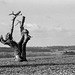 Dead tree at Bassus Green