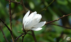 Single Magnolia flower for Spring