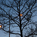 lamps and a tree
