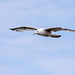 Seagull May set (27)