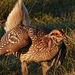 Sharp-tailed Grouse in the early morning sun