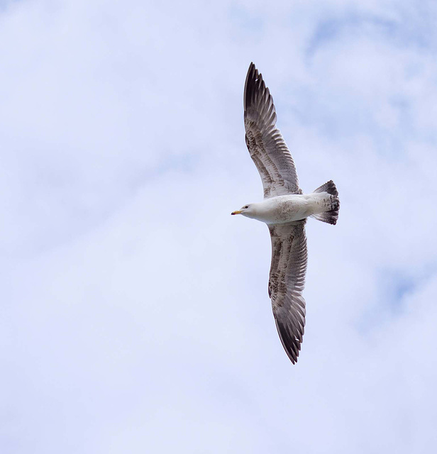 Seagull May set (28)