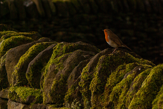 Robin on Wesley St Wall