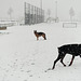 Pim en Fabio in de sneeuwstorm