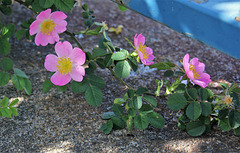 Rosa rubiginosa  (7)
