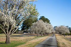 Spring pear trees