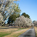Spring pear trees