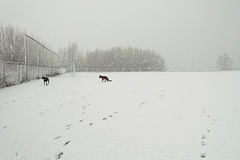 Pim en Fab in de sneeuw op het voetbalveld
