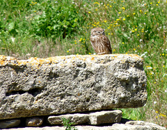 Troy- Little Owl at the Sanctuary