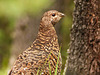 Spruce Grouse / Falcipennis canadensis