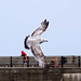 Seagull May set (31)