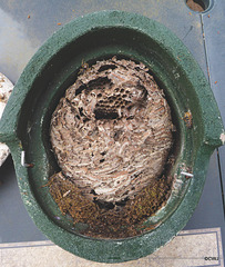 Wasps took over this birdbox!