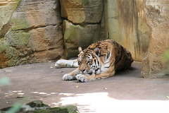 Ruhe in Frieden, Tiger Tomak!