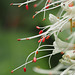 Aesculus Parviflora
