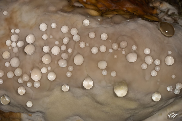 Pearly Droplets on Fungus & Many Mushrooms at Tugman State Park! (+9 insets!)