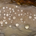 Pearly Droplets on Fungus & Many Mushrooms at Tugman State Park! (+9 insets!)