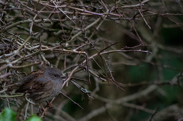 Hedge Sparrow