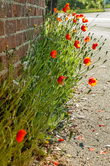 Poppies by the Wall, 2020