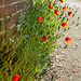 Poppies by the Wall, 2020