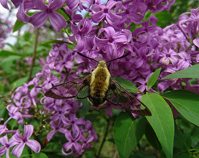 Lilac with Snowberry Clearwing Moth (Hemaris diffinis)
