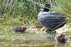 Family Coots