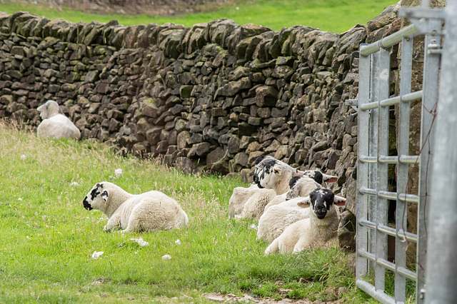 Sleepy sheep sheltering from high winds