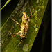 IMG 6790 Grasshopper