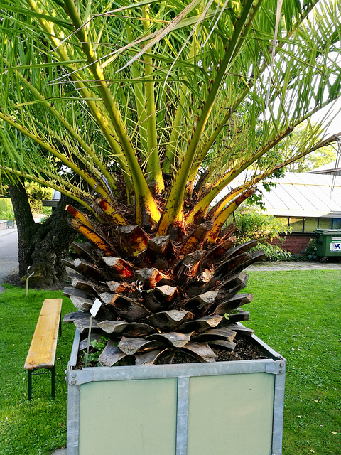 Hortus Botanicus 2018 – Canary Island date palm