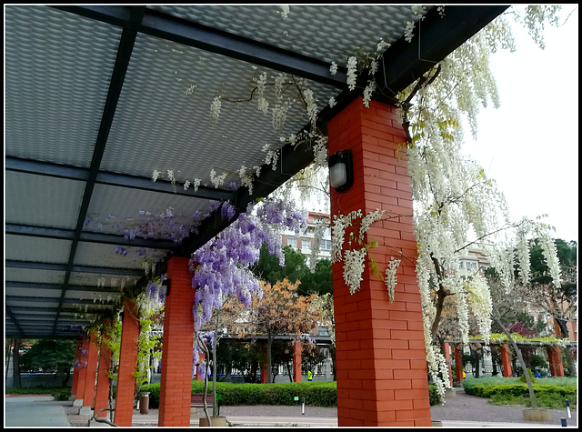 Wisteria - in a Madrid park
