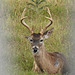 Day 5, White-tailed buck, King Ranch, Norias DIvision