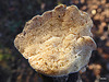 Fungi - Schizopora sp.
