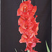 Gladiolus / Sword Lilies