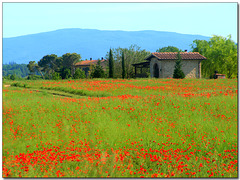 Tuscany - Summer Time
